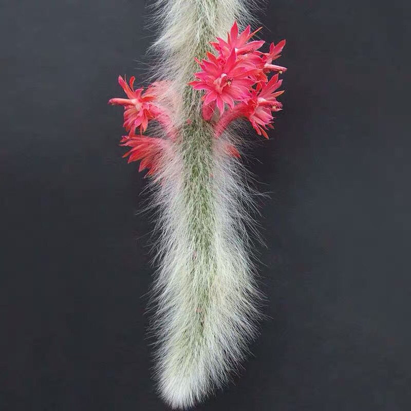 速发猴尾柱 九尾狐 仙毛管花柱属软吊仙人柱猴尾巴垂人球多肉植物
