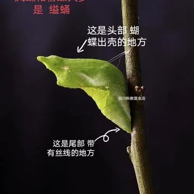 极速蝴蝶蛹活柑橘凤蝶玉带美凤金斑大帛蛹各种活体养殖场直发