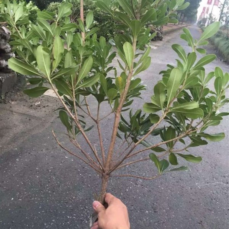 庭院绿化绿化苗木海桐树苗绿篱笆植物围墙占地苗四季常青绿化苗木