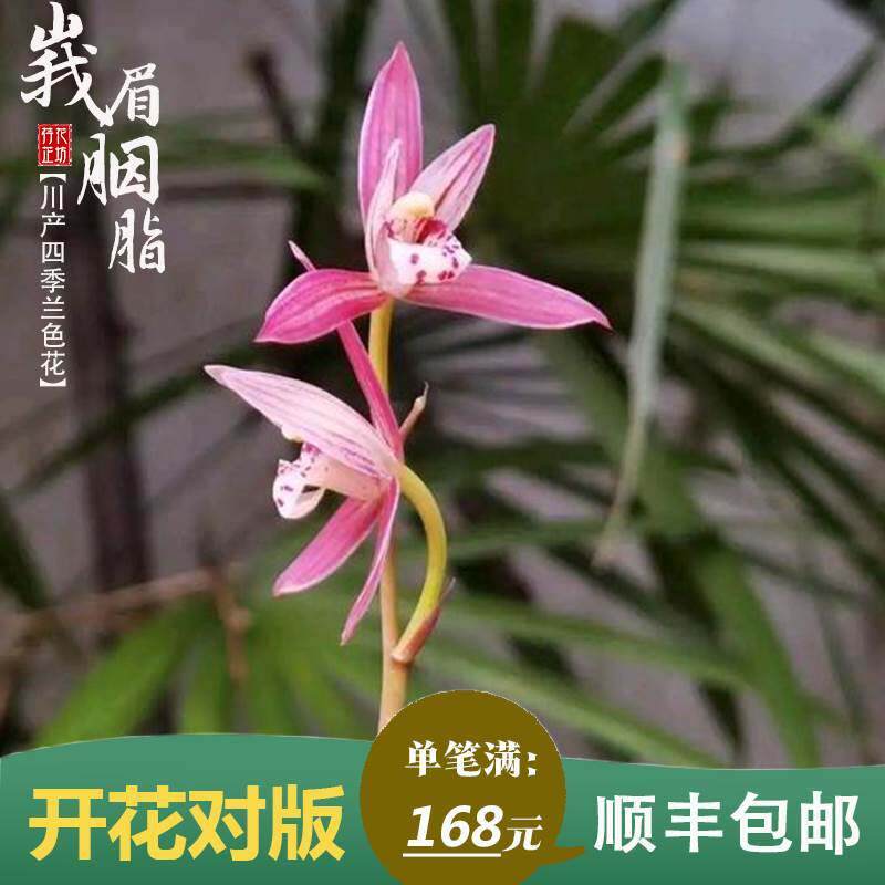 建兰峨眉胭脂夏秋四季带花苞兰花苗草室内阳台喜阴花卉绿植物浓香