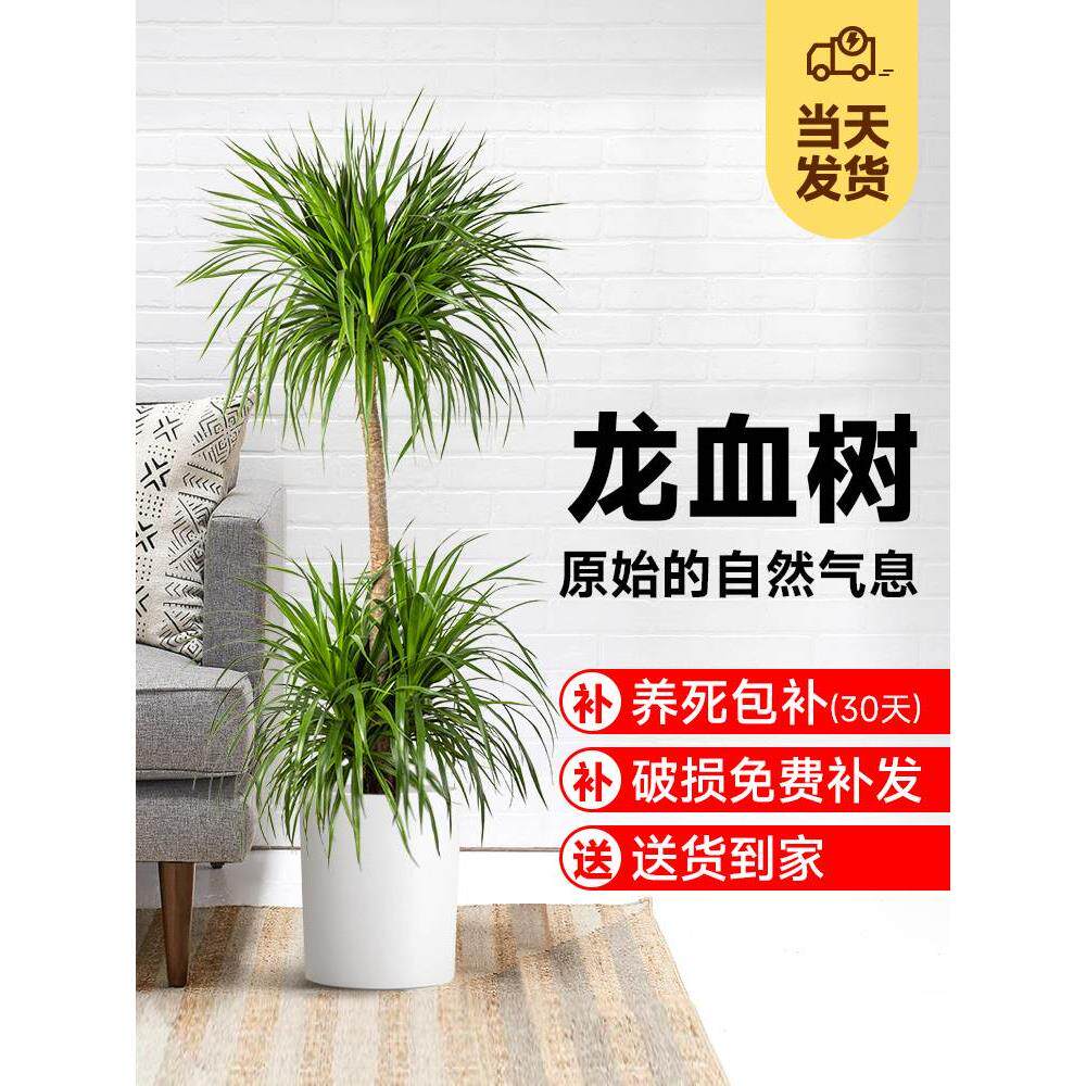 龙血树绿植盆栽大型植物客厅室内多头宽叶造型老桩好养龙须树盆栽