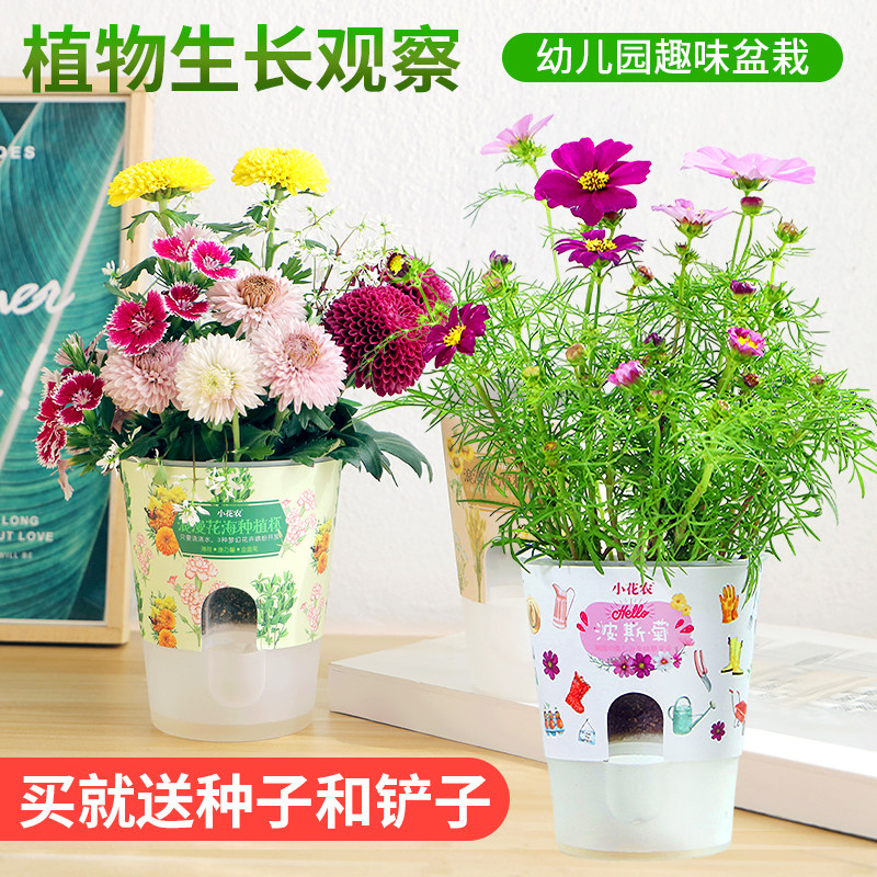 速发小花农儿童种植盆栽迷你植物生长发芽观察幼儿园自种草莓