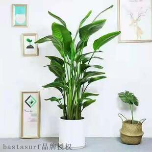 orchi ped Padise plat 现货速发Bird crae lge idoor hope