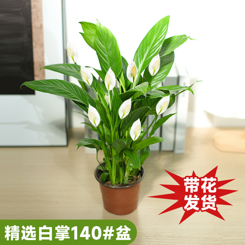 新款水培白掌盆栽一帆风顺花卉植物室内花桌面绿植四季.好养粉掌