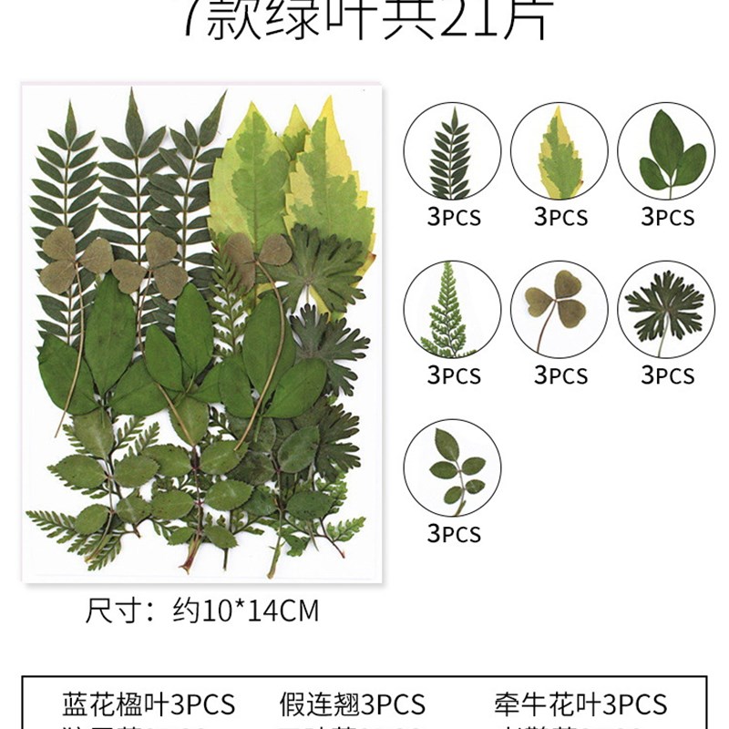 现货真树叶植物标本绿叶套装幼儿园DIY叶子压花手V工书签手账贴画