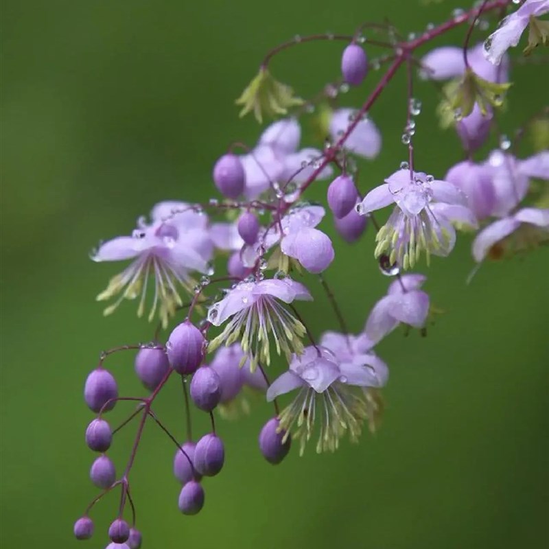 速发庭院花园耐荫植物唐松草紫雾紫花宿根花卉1加仑盆苗夏季开花