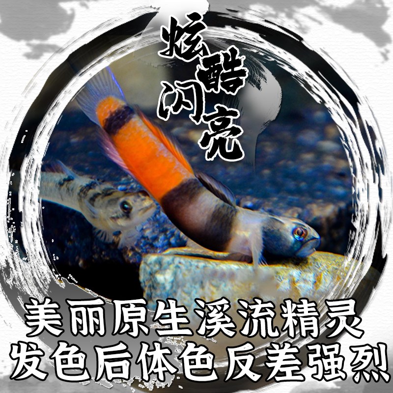 速发环带黄瓜枝桠虾虎鱼观赏鱼稀有冷水饲养原生虾虎鱼除藻小型鱼