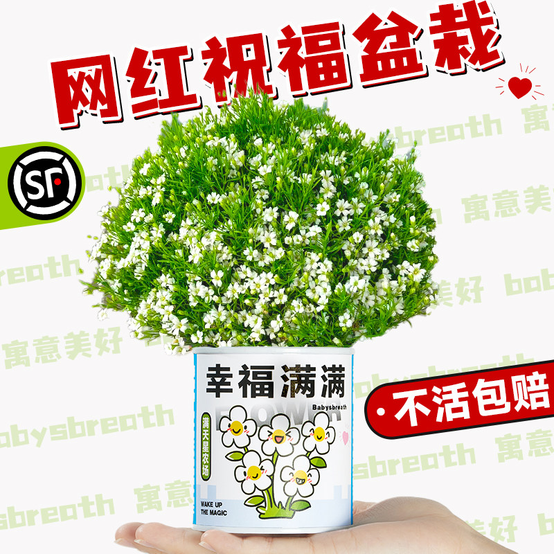 速发幼儿园种植小儿栽盆童学生迷你水果植物盆栽办公室景面微桌观