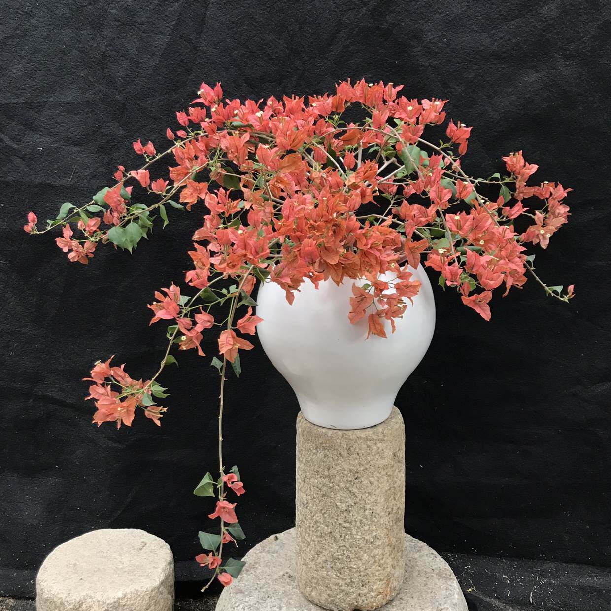 东篱小舍 三角梅布里扎 新苗根叶嫩 实拍照原盆发货