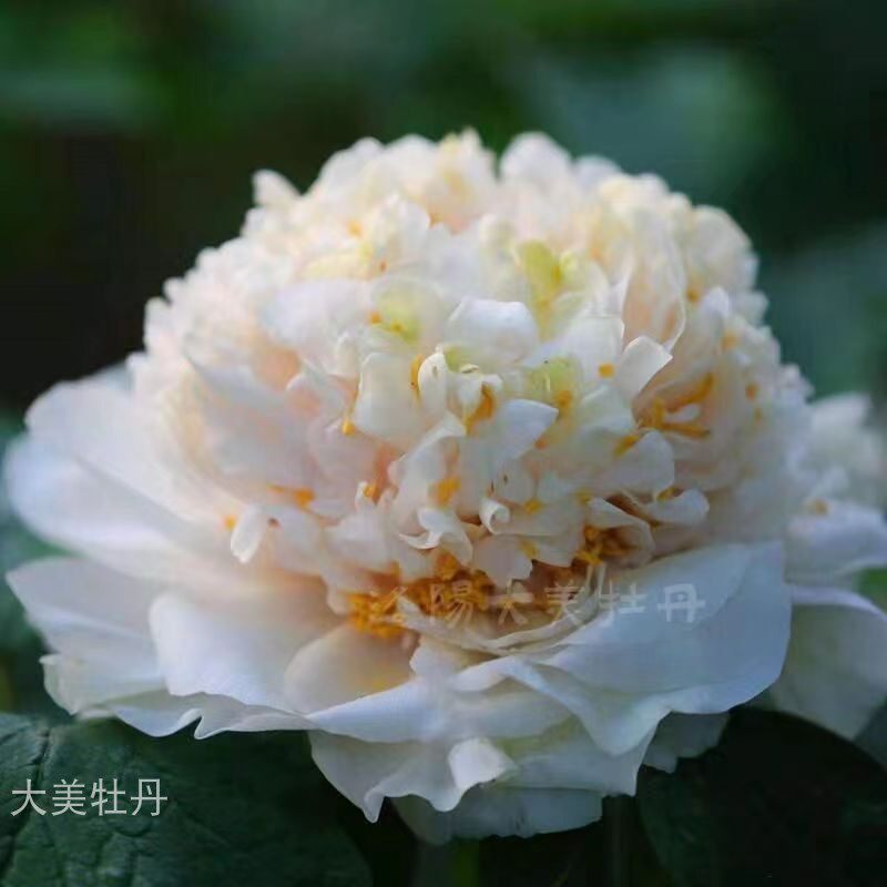四大名品【姚黄】 中国珍品牡丹 花园庭院别墅 地栽 洛阳观赏牡丹