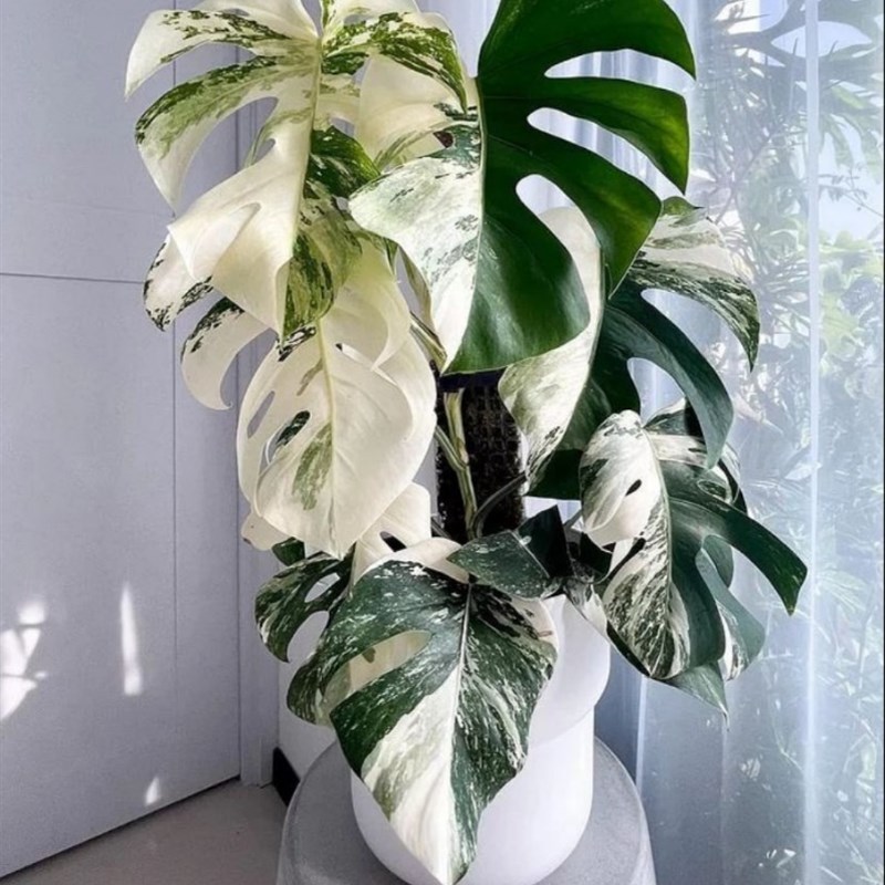 速发白锦龟背化锦竹植物白龟切苗 成品苗 支持一物一拍