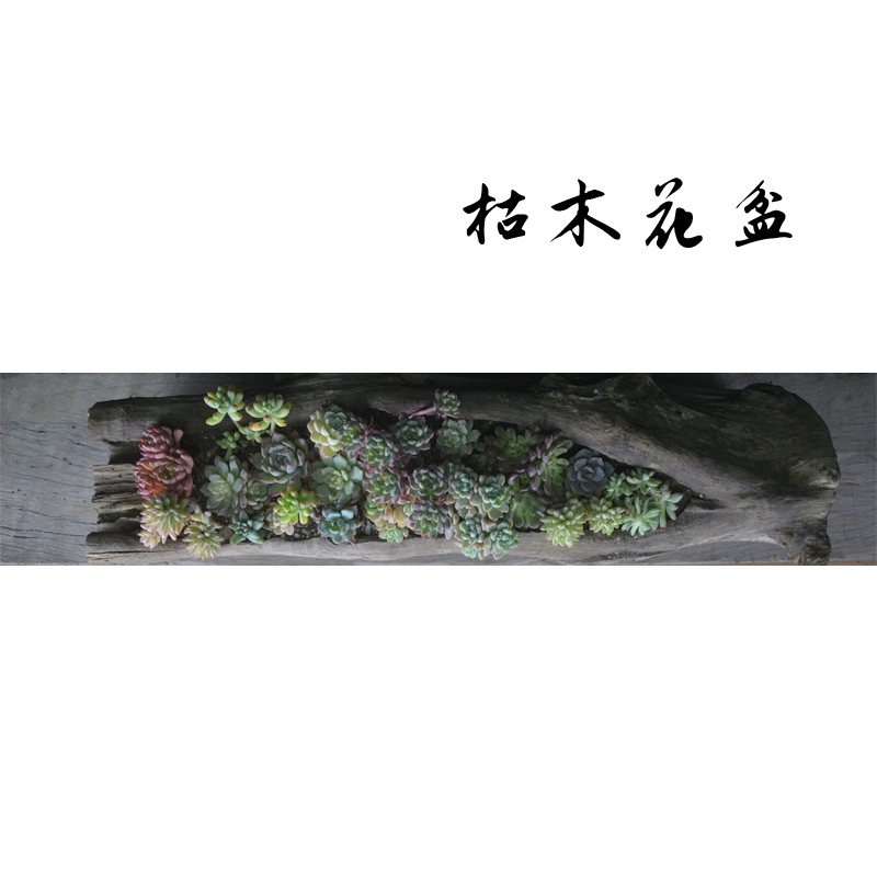 多肉花盆自然原木质o树桩根花盆枯木朽木石斛田园大多肉植物花盆