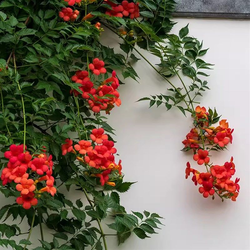 凌霄花苗藤类攀爬植物室外花苗藤本花卉L阳台炮仗花盆栽爬藤老桩,鲜花速递/花卉仿真/绿植园艺,红掌/凤梨/温室花卉,淘宝优惠券,粉丝福利购,淘宝优惠卷