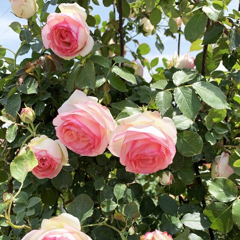 粉色龙沙宝石藤本月季花苗特大花浓香四季开O庭院蔷薇爬藤植物粉,鲜花速递/花卉仿真/绿植园艺,月季/蔷薇/玫瑰,淘宝优惠券,粉丝福利购,淘宝优惠卷