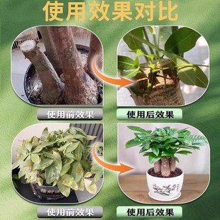 发财树营养液叶斑病黑斑叶子黄白斑专用肥K料黄叶落叶复活液杀菌