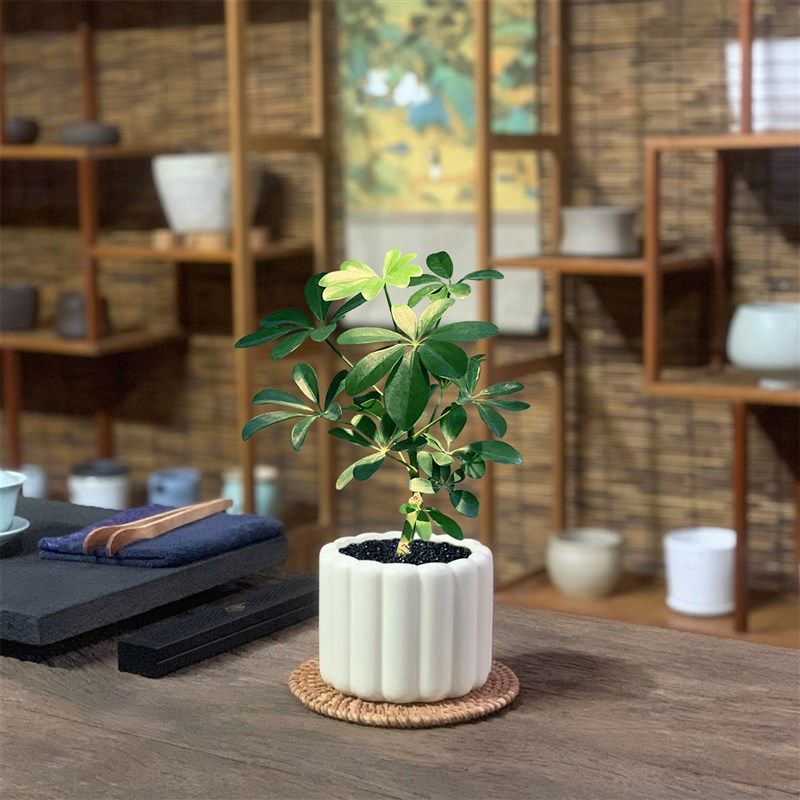 八方来财鸭脚木盆栽易活植物办公室内绿植七叶莲净化空.气花吸甲,鲜花速递/花卉仿真/绿植园艺,造型盆景,淘宝优惠券,粉丝福利购,淘宝优惠卷