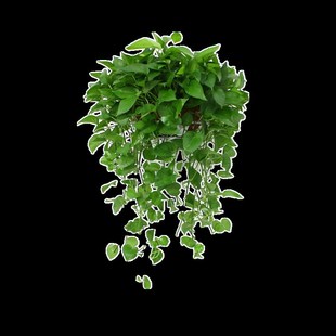 大盆绿萝长e藤款 垂吊植物爬墙绿植长藤吊兰水培绿萝盆栽室内吸甲