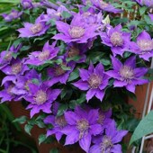 铁线莲阳台庭院地载盆栽爬藤花卉植物四季 倒影1.5加i仑 开花