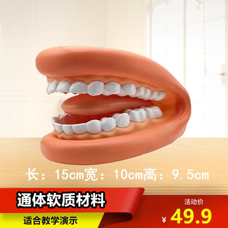 牙齿模型口腔教学牙科仿真u教具幼儿园护理学刷牙医学儿童发音演