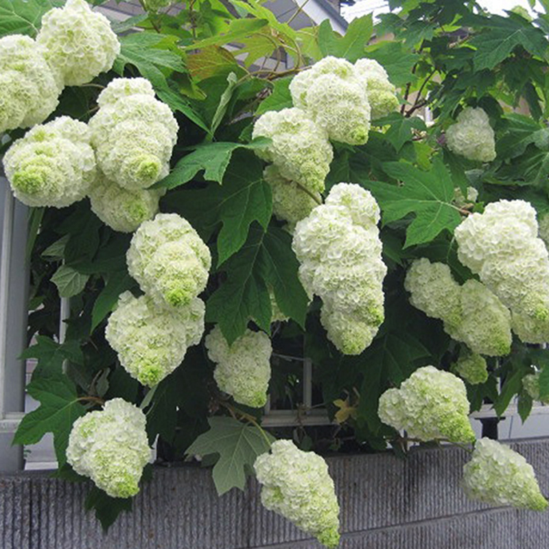 天狼 栎叶绣球和声庭院露台大花绣球盆栽苗