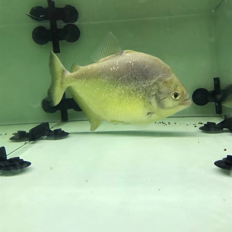 旧金山黄钻水虎鱼 S属 淡水热带猛鱼