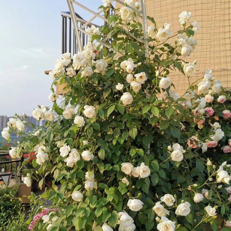 藤本多头白月季花大苗藤s冰山阳台庭院四季开浓香爬藤蔷薇玫瑰月,鲜花速递/花卉仿真/绿植园艺,月季/蔷薇/玫瑰,淘宝优惠券,粉丝福利购,淘宝优惠卷