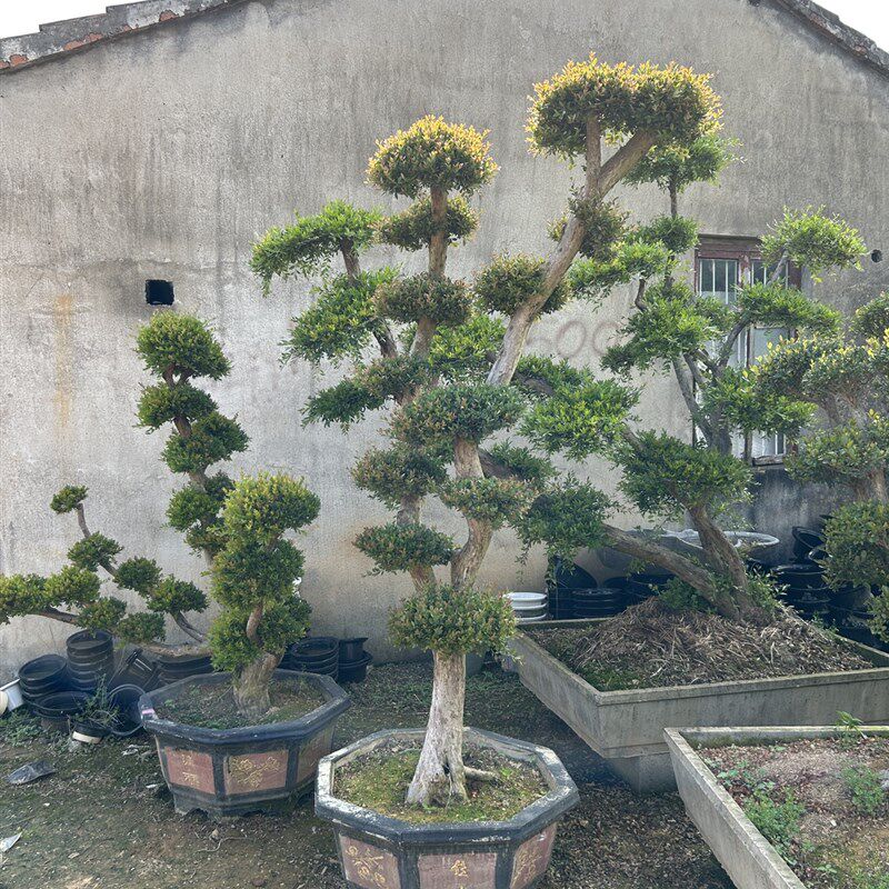 赤楠 小叶红芽赤楠树桩 三叶红芽盆景I熟桩桩室内盆栽观叶植物包,鲜花速递/花卉仿真/绿植园艺,造型盆景,淘宝优惠券,粉丝福利购,淘宝优惠卷
