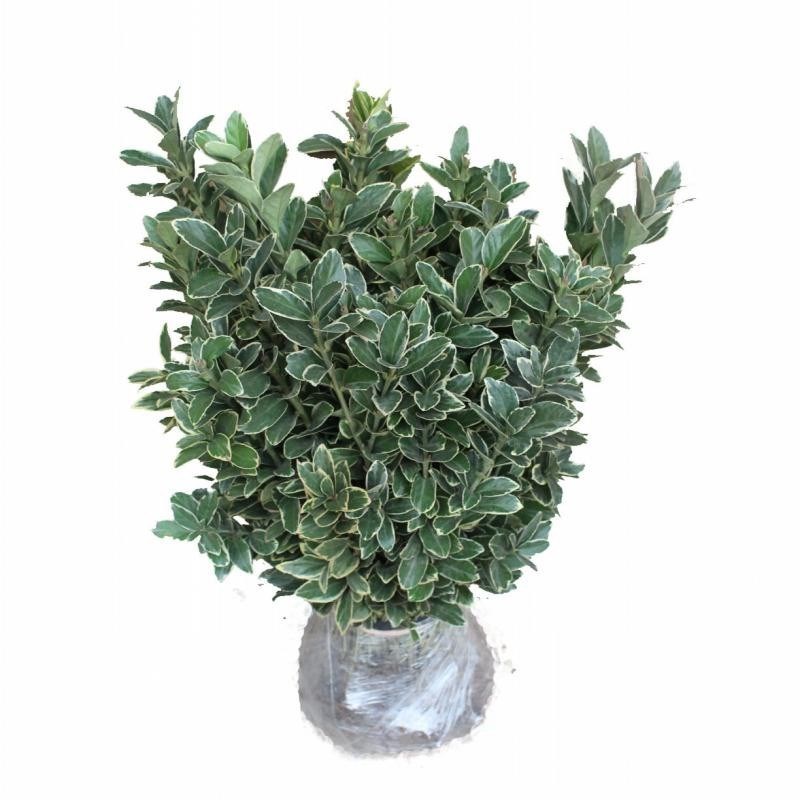 金边黄杨庭院绿化金边黄杨苗 绿篱色块苗 金边冬青苗 Z金边黄杨苗