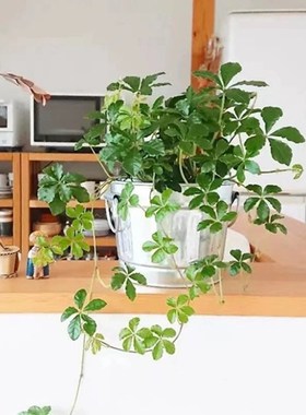 五叶地锦垂吊爬墙爬藤地被观叶彩色户外室内阳台庭院W地栽盆栽植