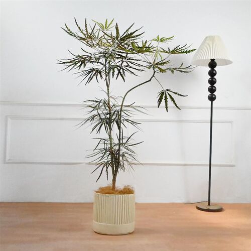 造型孔雀木大型植物落地盆栽客厅室内阳台净化空气小Y众净化空气