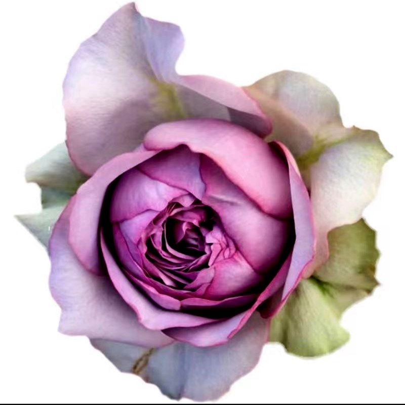 河本超新品首饰盒玫瑰月季浓香灌木四G季开花庭院阳台绿植盆栽抗,鲜花速递/花卉仿真/绿植园艺,月季/蔷薇/玫瑰,淘宝优惠券,粉丝福利购,淘宝优惠卷