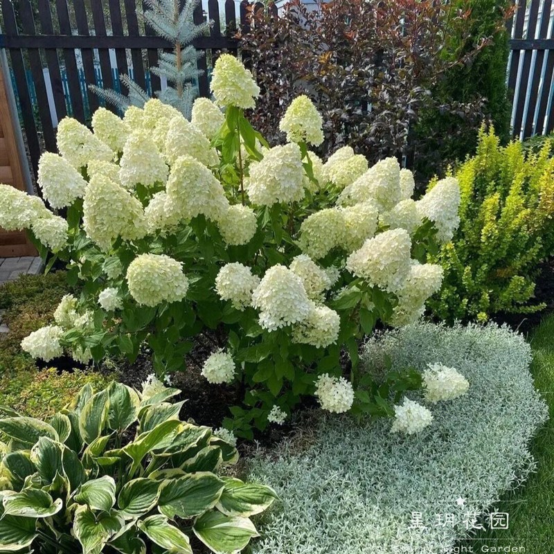 大花绣球灌木花卉圆锥绣球花苗耐寒耐热庭院N别墅花园户外花境植