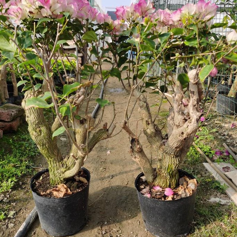 勒杜鹃--绿樱老桩三角梅本店满48元自动包邮N庭院种植阳台楼顶观