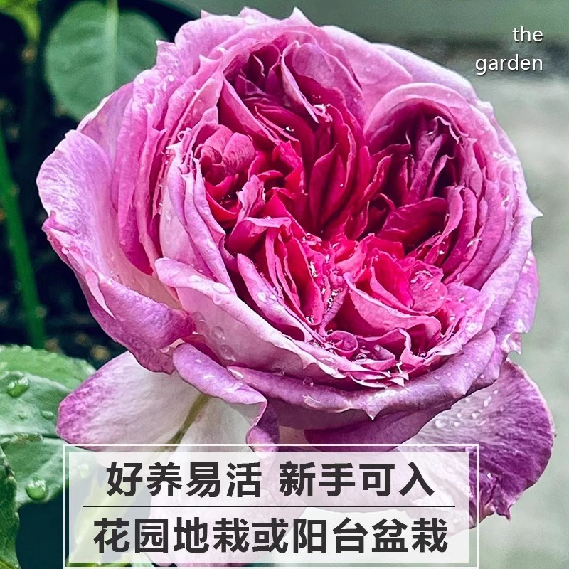 蓝莓蛋糕月e季花四季浓香灌木大花苗阳台盆栽庭院地栽切花玫瑰欧