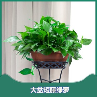 大盆绿萝长藤垂吊盆栽室内新房家用大叶水培客厅吸V除甲醛净化空