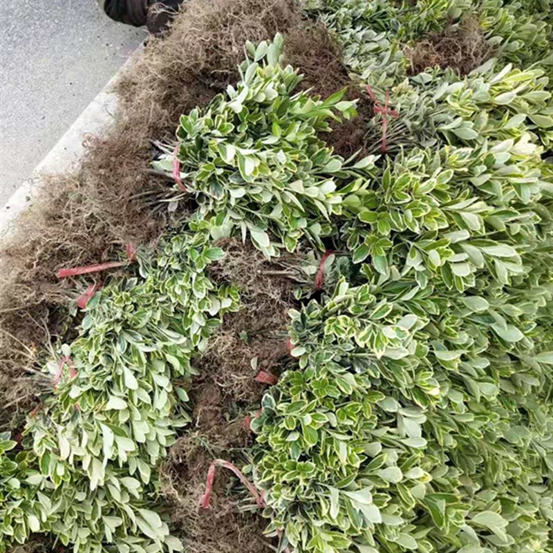 绿化工程苗 金g边黄杨金边冬青 金边四季青 彩色苗木 工程绿化苗