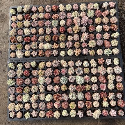 多肉拼盘105颗58元包邮,如图标准发货,带原土发货Z,数量有限