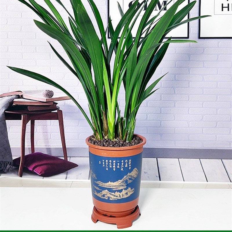 兰花盆栽企黑墨兰室内客厅u报岁兰四季常青好养办公室名贵国兰植,鲜花速递/花卉仿真/绿植园艺,国兰/杂交兰/洋兰类,淘宝优惠券,粉丝福利购,淘宝优惠卷