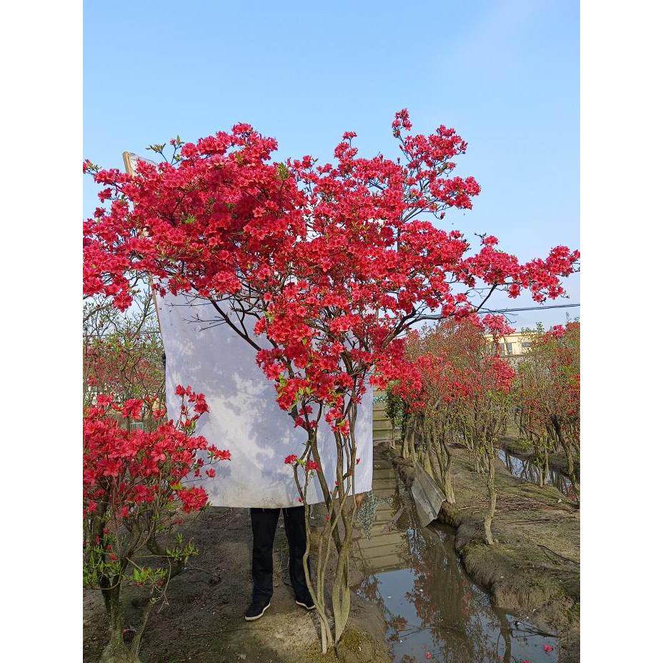 映山红国旗红杜鹃花全冠盆栽精品熟桩地景老桩老树生桩植物怪桩