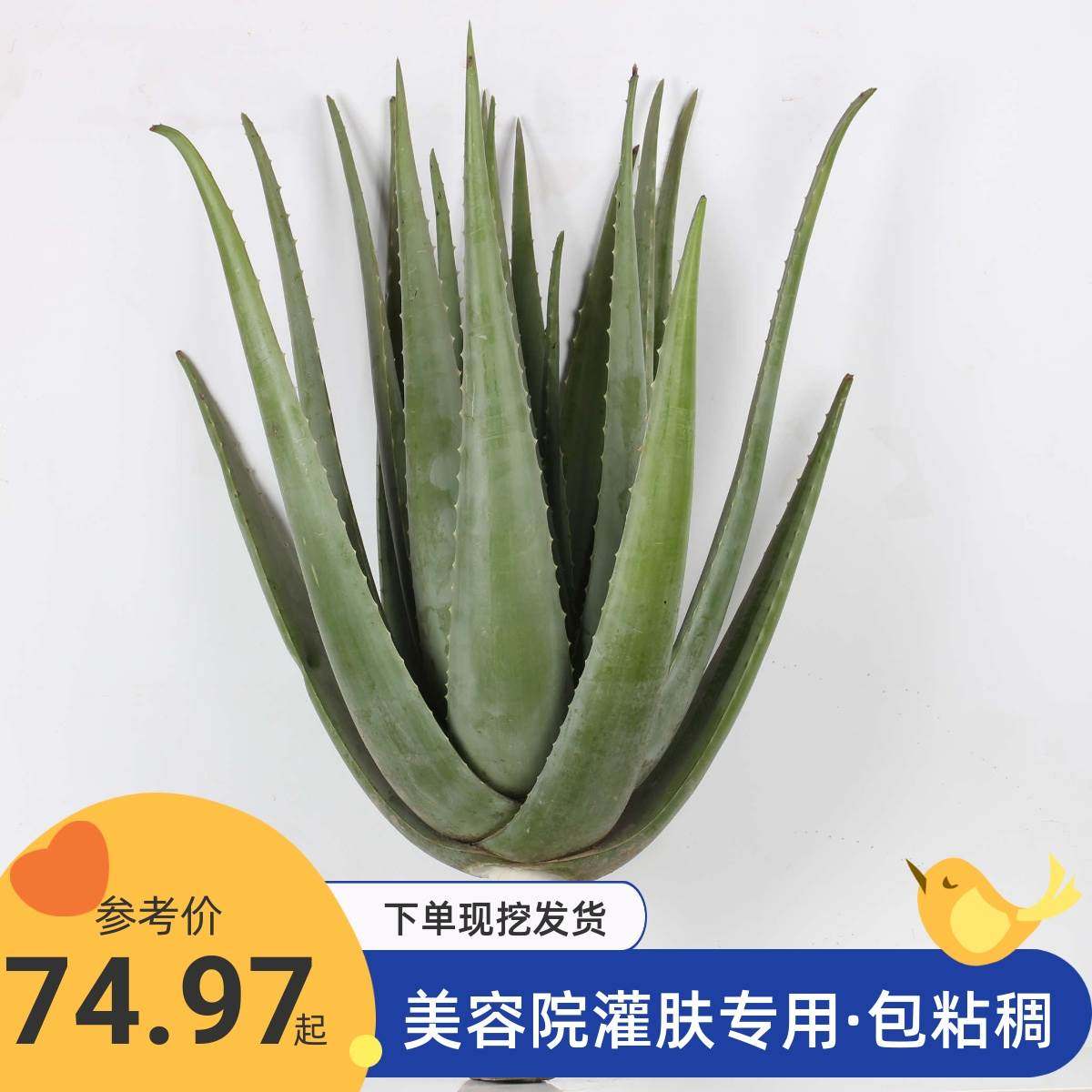 粘稠纳豆芦荟大棵美国库拉索芦荟美容植物芦荟灌肤美容院专用盆栽