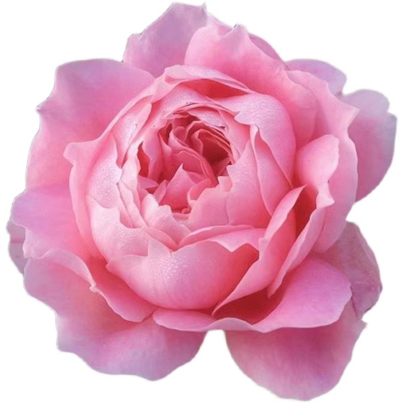 超新品安索菲比克/安索菲碧克月季庭院阳台盆栽四季开花扦插苗