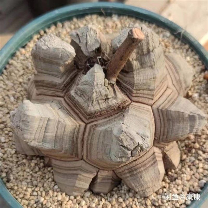 办公桌室内趣味南非多肉稀有贵货爬藤垂挂块根植物龟甲龙一物一拍