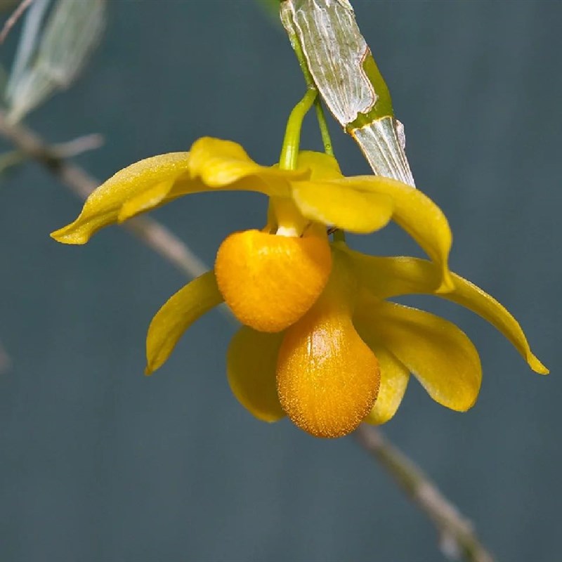 E.C.Parish & Rchb.f. ex Hook杓唇扁石斛一盆10苗左右