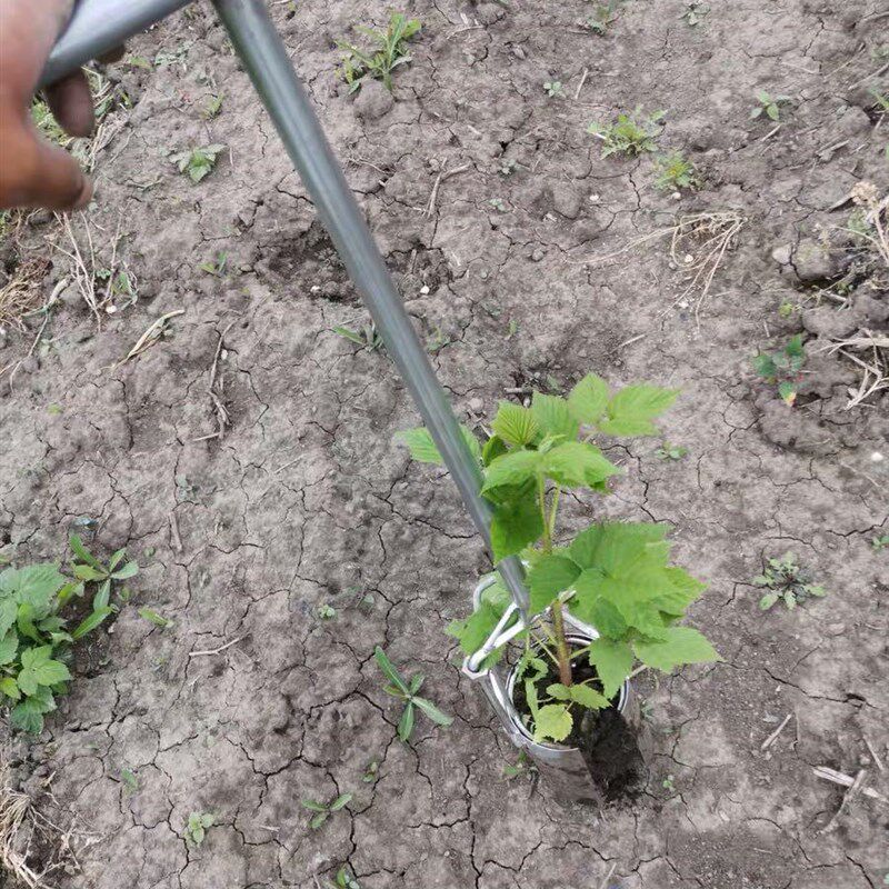 不锈钢移苗器移栽器大脚蹬舒适加密焊接补玉米苗耕种机械双11大促,鲜花速递/花卉仿真/绿植园艺,智能园艺用品,淘宝优惠券,粉丝福利购,淘宝优惠卷