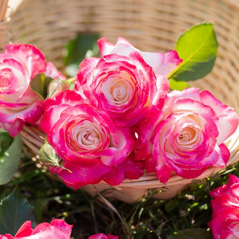 天狼月季 椿风 自育月季玫瑰 多季丰花紧凑直立型灌木月季,鲜花速递/花卉仿真/绿植园艺,月季/蔷薇/玫瑰,淘宝优惠券,粉丝福利购,淘宝优惠卷