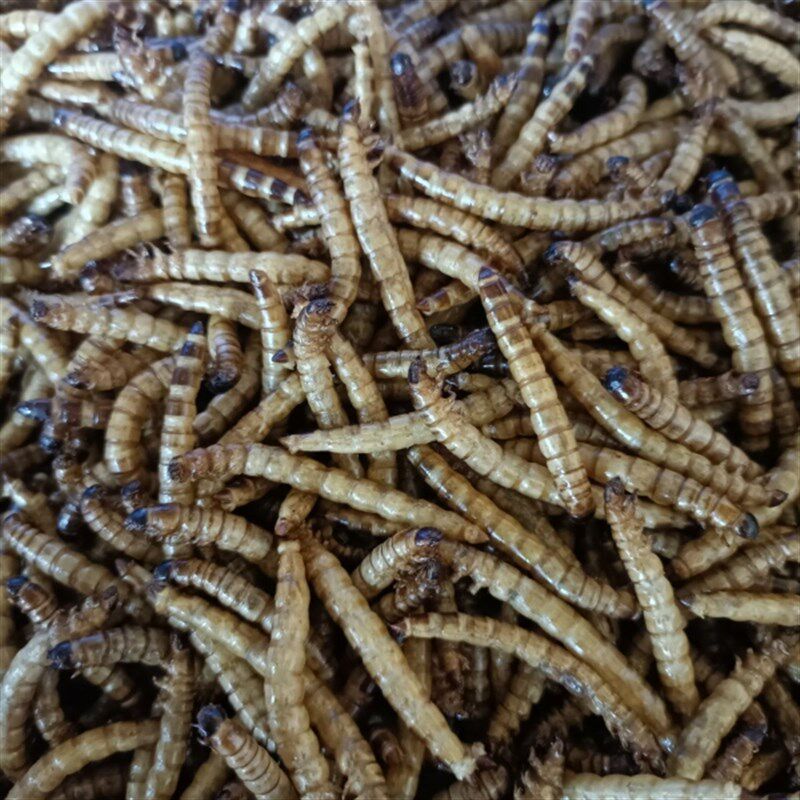 大麦虫干蛋白虫干龙鱼饲料大面包虫干仓鼠龟罗汉血鹦鹉地图鱼粮食