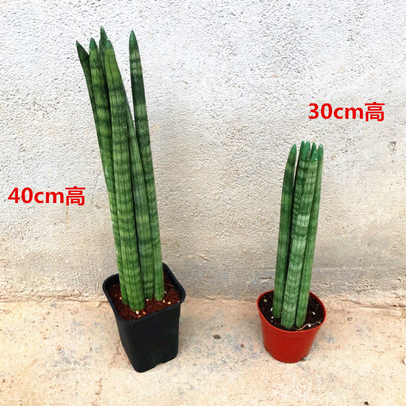 虎皮兰绿植 棒叶虎尾兰 白玉虎皮兰包邮 虎皮兰植物绿植室内盆栽