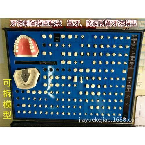 牙体制备模型 型号：YJ/G14，牙齿模型