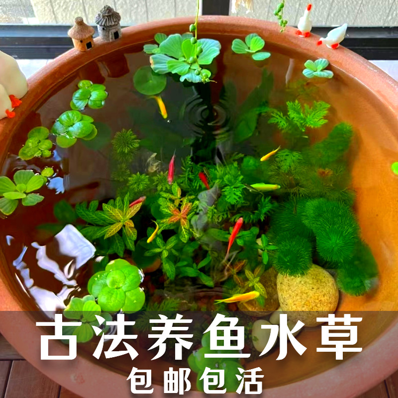 古法养鱼材料净化水质无泥水草造景套餐绿九冠绿菊蜈蚣草芙蓉浮萍,宠物/宠物食品及用品,水草,淘宝优惠券,粉丝福利购,淘宝优惠卷