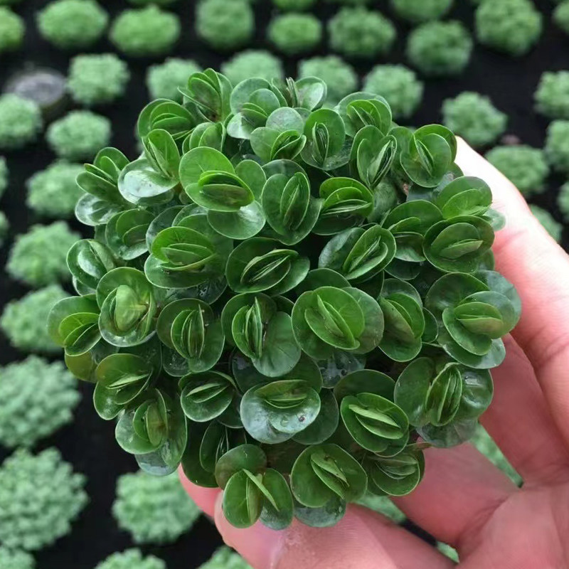 红宫廷小坨草鱼缸造景水草场直发懒人水培增氧前中后景淡水草植物,宠物/宠物食品及用品,水草,淘宝优惠券,粉丝福利购,淘宝优惠卷